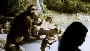 Szkielet należy do gatunku Australopithecus afarensis, którego przedstawicielką jest Lucy