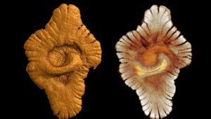 Skamieniałości sprzed 2,1 miliarda lat /fot. CNRS Photothe`que