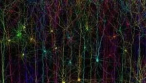 Rys. University College London