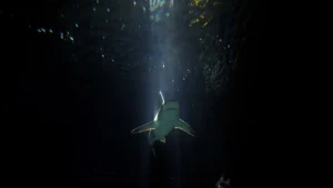 Okazuje się, że w Adriatyku jest dużo więcej delfinów, rekinów i waleni, niż się spodziewano