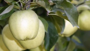 Jabłka odmiany Golden Delicious