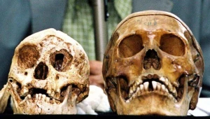 Z lewej strony czaszka "hobbita z Flores"