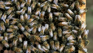 Pszczoły wymierają
