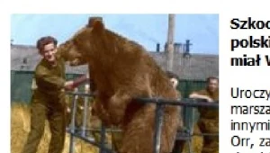 Słynny miś Wojtek, który towarzyszył polskim żołnierzom pod Monte Cassino