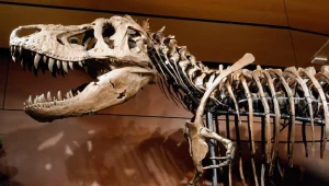 Tyrannosaurus rex - szkielet