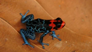 Ranitomeya amazonica