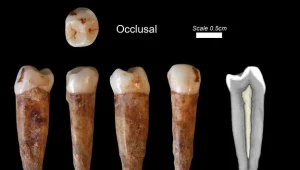 Zęby znalezione w jaskini Qesem