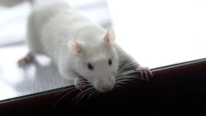 Badanie polegające na obcinaniu szczurom głów nie wygląda na estetyczne, fot. Andrzej Wawok