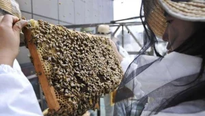 Pszczoły uciekają z uli