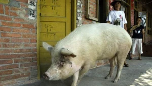  Zhu Jianqiang, czyli "Wytrwały Prosiak"