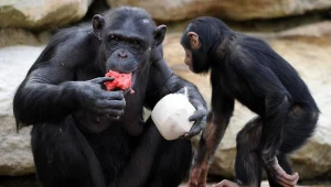 Małpy mają swoją kulturę