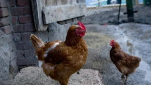 Dotąd naukowcy przyjmowali, że udomowienie kury prawdopodobnie miało miejsce w Indiach, fot. M.Dyjuk