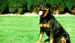 Psy są podatne na komunikację z ludźmi