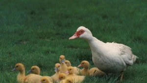 Wszystko zaczęło się od kaczek