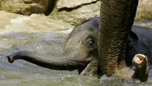 Potrzeba 24 mln pokoleń, żeby z myszy wyrósł słoń