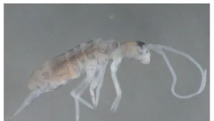 Zdjęcie ze strony http://www.newscientist.com