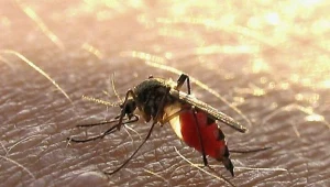 Komar, fot. Mysliwiec