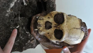 Na zdjęciu czaszka australopiteka