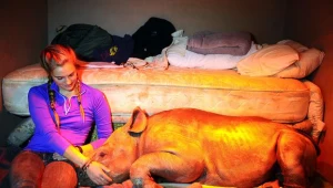 Alana Russell z młodym nosorożcem. Entabeni Safari Conservancy, Limpopo, 8 sierpnia 2012