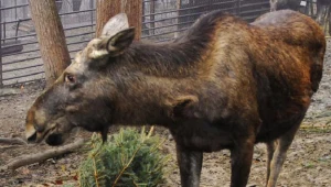 Brak regulacji nt. odszkodowań za straty powodowane przez łosie