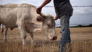 Rolnik trzyma byka za rogi w dotkniętym rekordową suszą stanie Kansas (USA), sierpień 2012