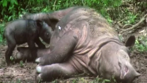 Nosorożec sumatrzański. Jego populacja jest mniejsza niż 250 osobników