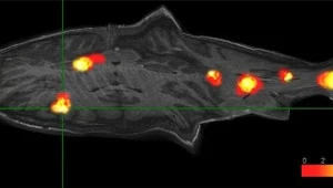 Łosoś atlantycki myśli nawet po śmierci