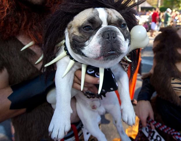 Na zdjęciu uczestnik parady psów z okazji Halloween w Long Beach (Kalifornia), 28 października 2012 Na zdjęciu uczestnik parady psów z okazji Halloween w Long Beach (Kalifornia), 28 października 2012