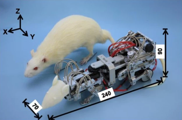 Szczur-robot pomoże pokonać depresję?