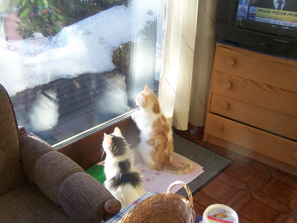 Emil i Tofi Emil i Tofi