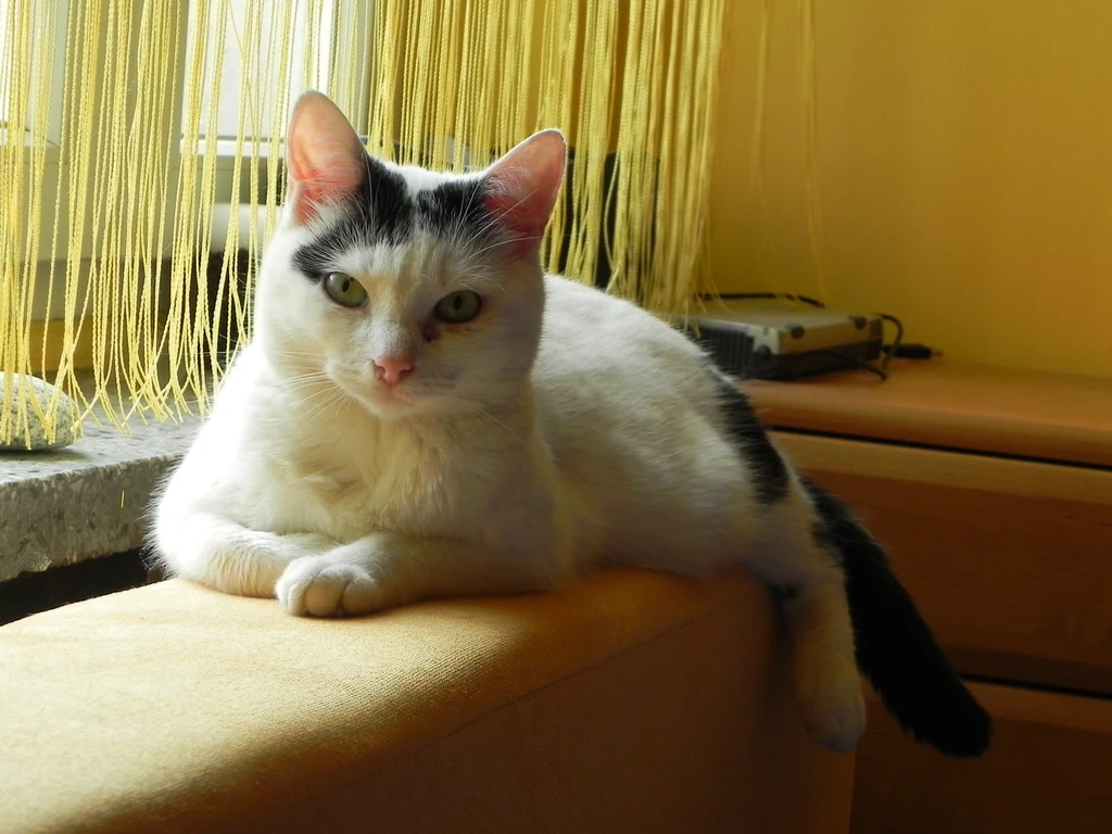 Filemon Filemon