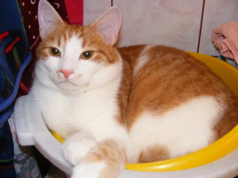 Gucio Gucio