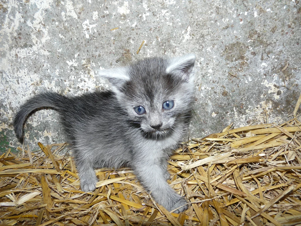 Julian Julian