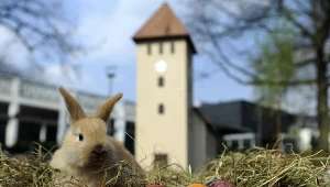 Zając symbolizuje płodność