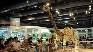 Szkielet dorosłego lufengozaura