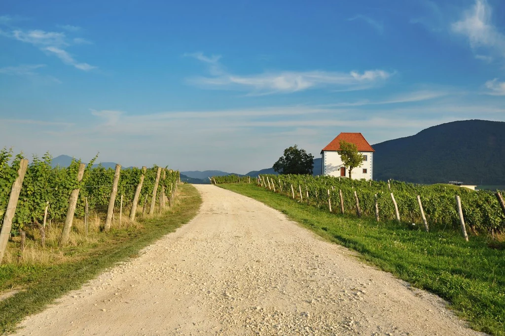 Winnice w niewielkiej Słowenii zajmują ponad 200 km kwadratowych. Połączenie intensywnego słońca południa z górską wilgotnością Alp wspaniale wpływa na jakość tutejszych win