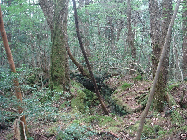 W lesie Aokigahara znajduje się średnio ciało jednego samobójcy miesięcznie