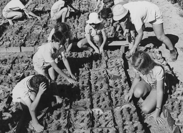 Dzieci pracujące w ogrodzie. Pustynia Negew, 1950