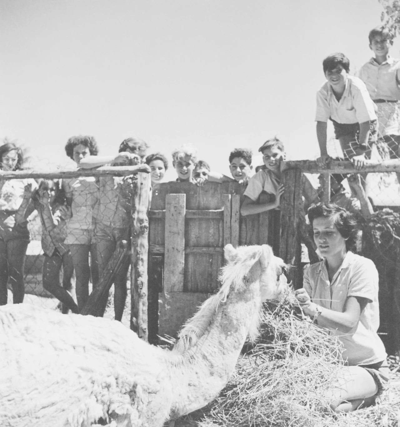 Życie codzienne dzieci w kibucach, kibuc Givat Brenner 1950 Życie codzienne dzieci w kibucach, kibuc Givat Brenner 1950