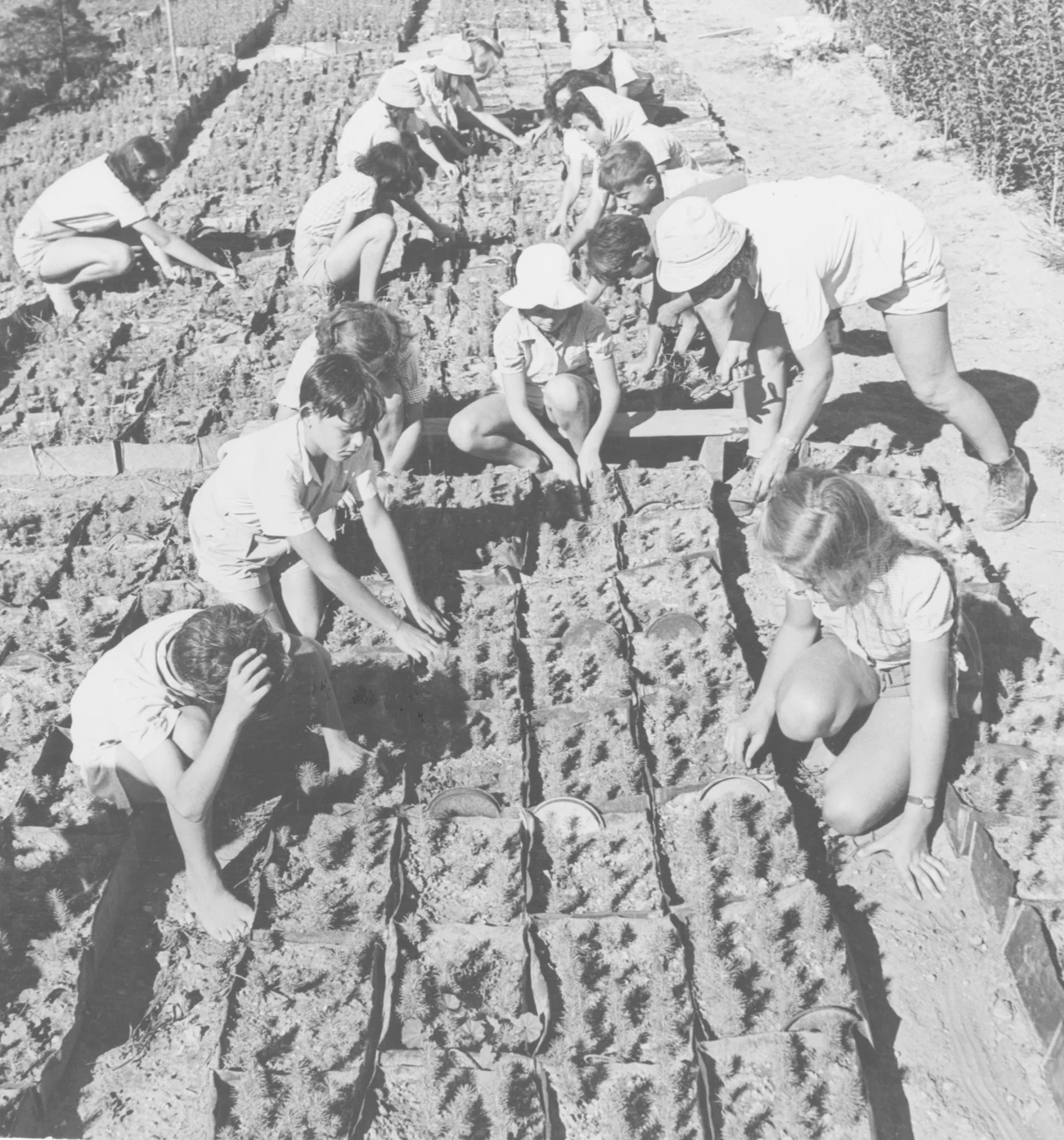 Życie codzienne dzieci w kibucach, pustynia Negew 1950 Życie codzienne dzieci w kibucach, pustynia Negew 1950