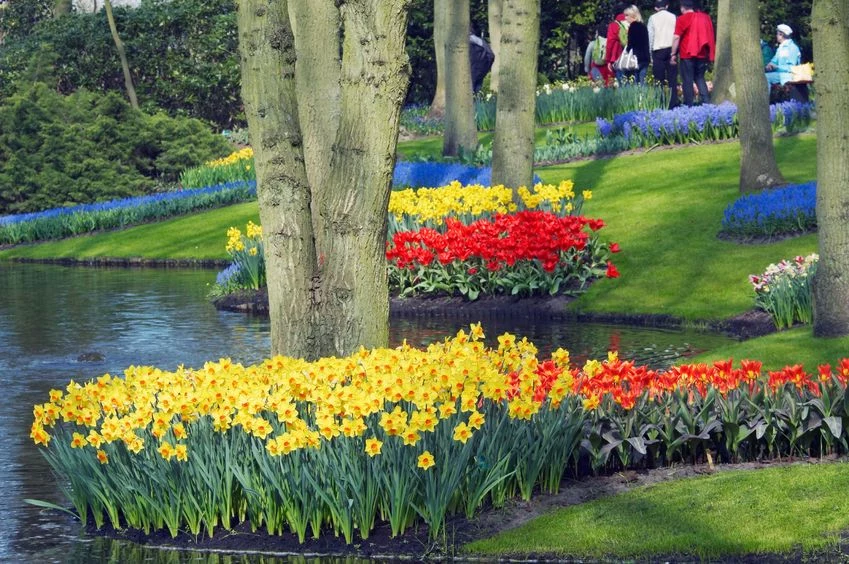 Najpiękniejsze ogrody świata: Keukenhof