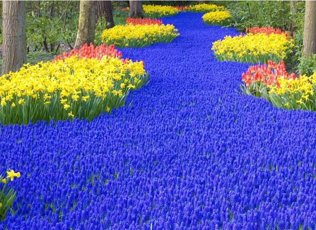 Keukenhof