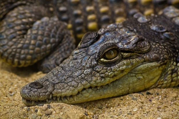 Aligator wymienia pełen komplet zębów ok. 50 razy w ciągu całego życia Aligator wymienia pełen komplet zębów ok. 50 razy w ciągu całego życia