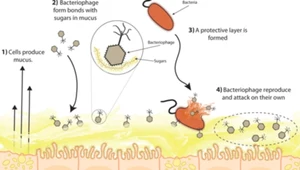 Naukowcy odkryli nowy typ układu odpornościowego
