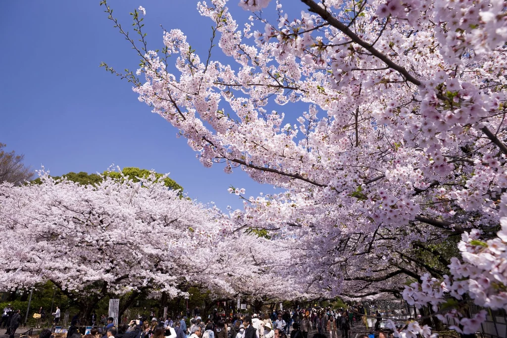 Park Ueno, Tokio