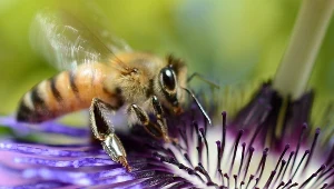 Zdolności pszczół są niezastąpione