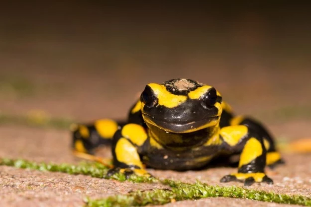 Za regenerację kończyn u salamander odpowiadają makrofagi?