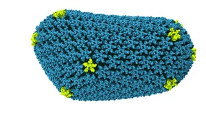 Przełom w badaniach nad wirusem HIV? Poznano budowę kapsydu