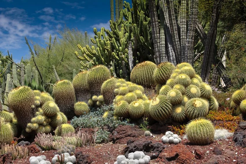  Huntington  Garden