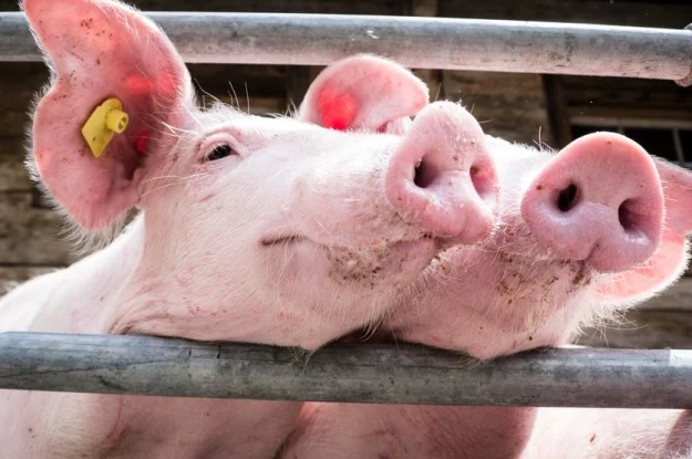 Świnie będą mieć lepsze warunki na terenie Niemiec? Resort rolnictwa ma taki cel